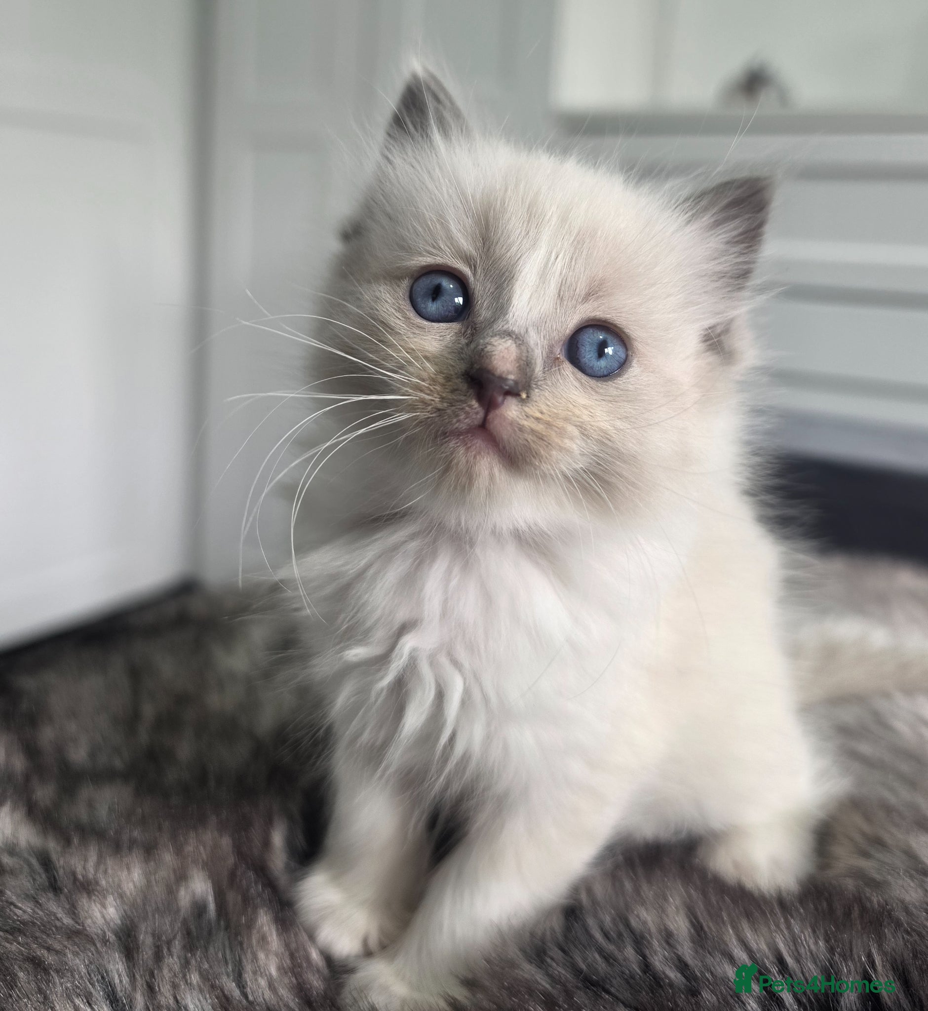 Ragdoll cats stunning  little  ragdoll  kittens  - Advert 8