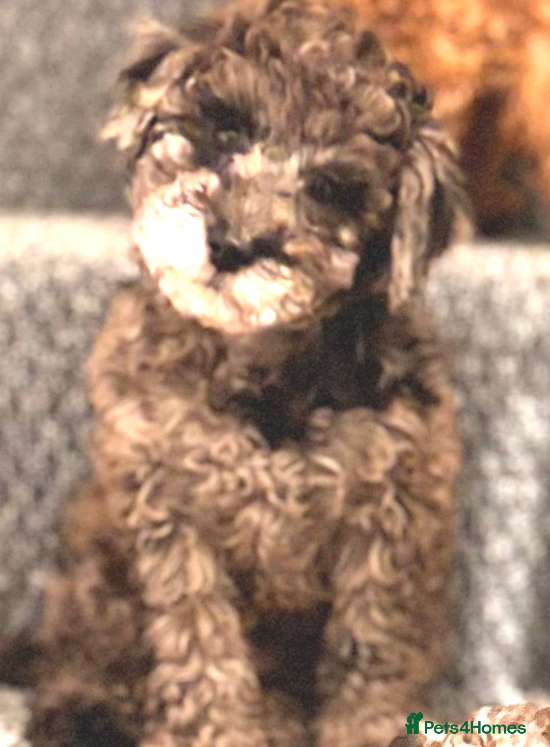 Mixed Breed dogs for sale: Smaller sized toy x mini poodle puppies  - Advert 6