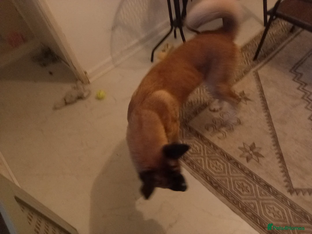 Mixed Breed dogs for sale: BEAUTIFUL 7 MOTHS OLD AMERICAN AKITA  - Advert 3