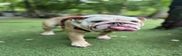 English Bulldog dogs for sale: Ernie  in London - Advert 4