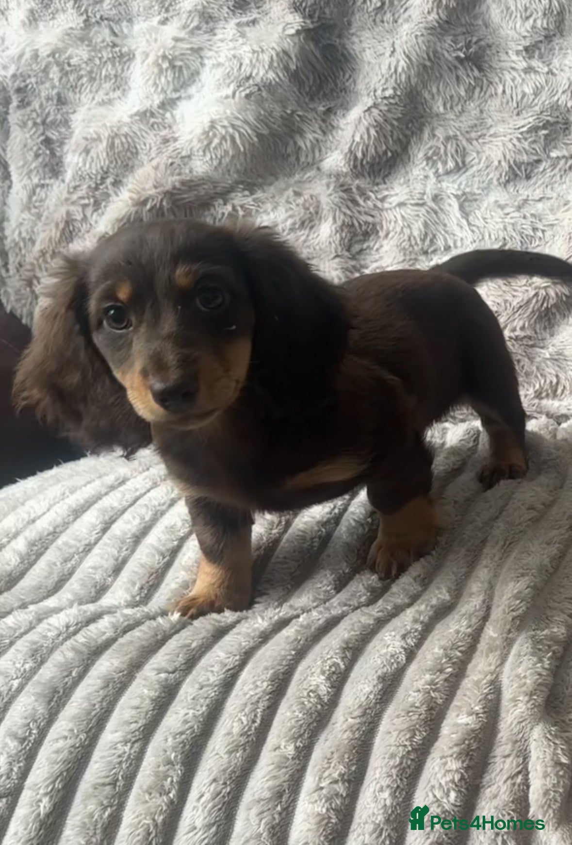 Dachshund dogs 2 mini dachshund PRICE DROPPED - Advert 15