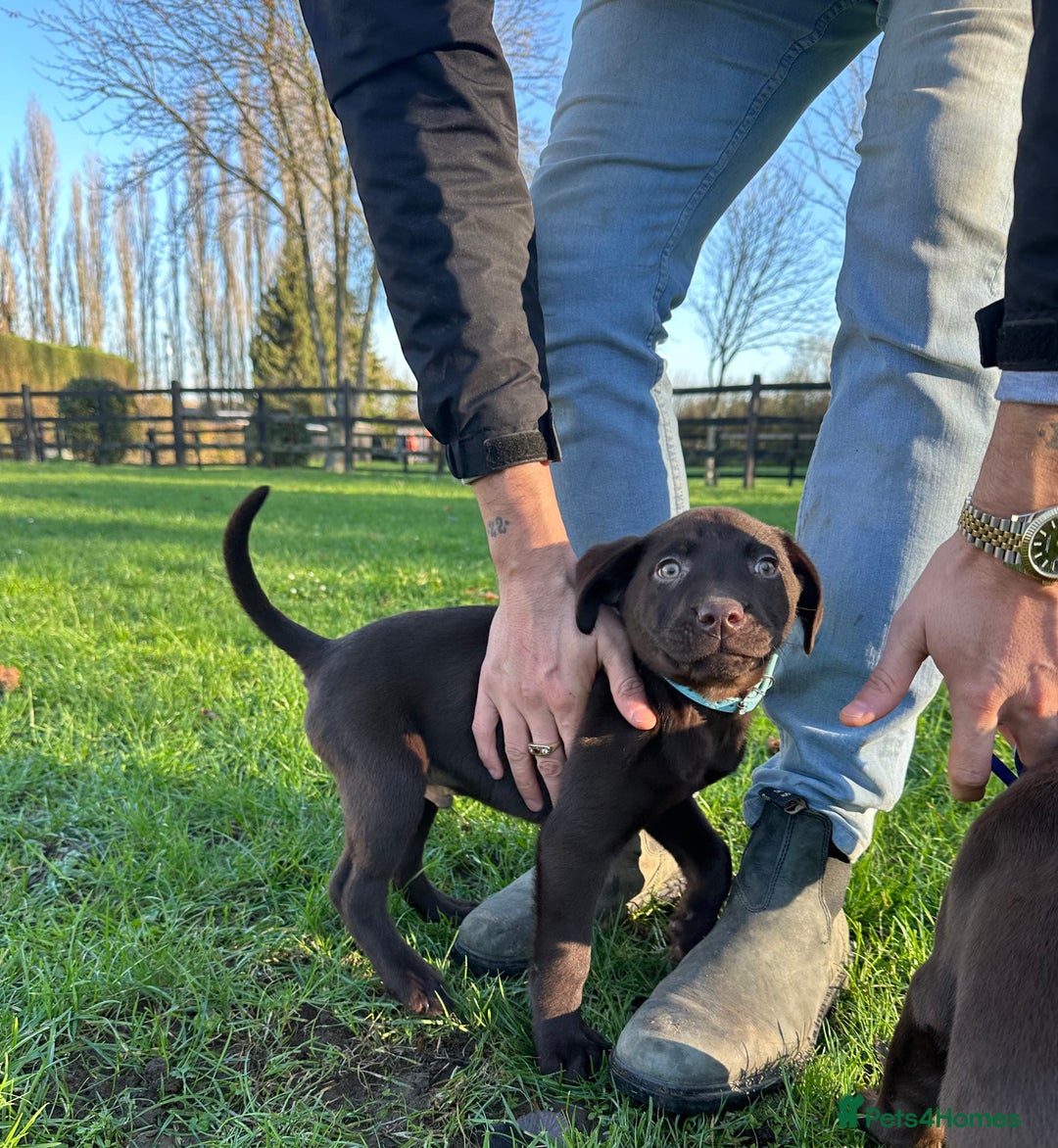 Labrador Retriever dogs for sale: Chocolate Labrador puppies  - Advert 21