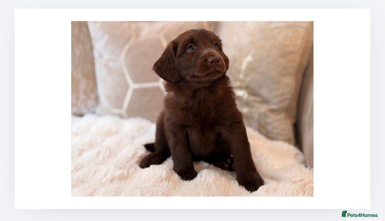 Labradoodle dogs ** RARE CHOC-PHANTOM & MERLE F2 LABRADOODLES ** - Advert 1