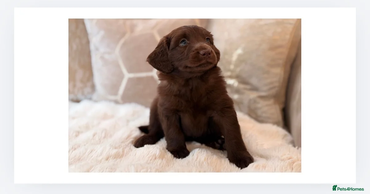 Blue merle blue Labradoodle Puppies for sale | Pets4Homes