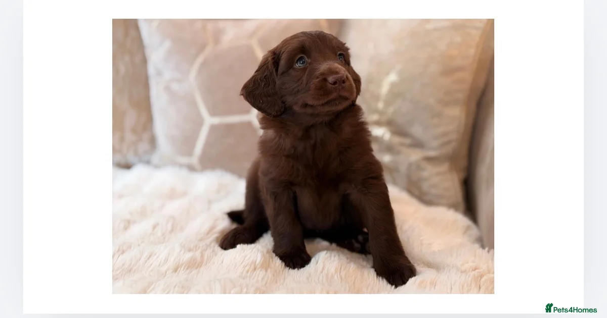 Mearle Lab Blue merle blue Labradoodle Puppies for sale | Pets4Homes