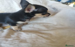 Chihuahua dogs for sale: Adorable Loving hand reared ready now Chihuahuas - Image 18
