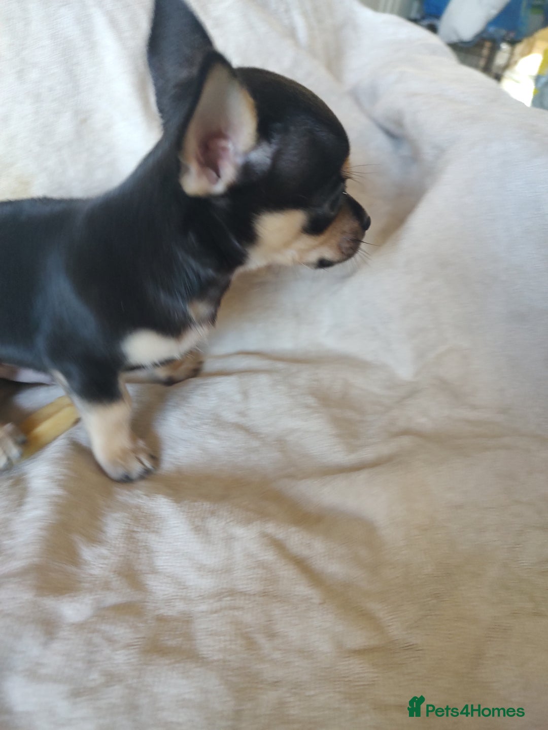 Chihuahua dogs for sale: Adorable Loving hand reared ready now Chihuahuas - Image 18