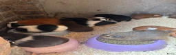 Guinea Pig rodents for sale: Baby guinea pigs  - Advert 9