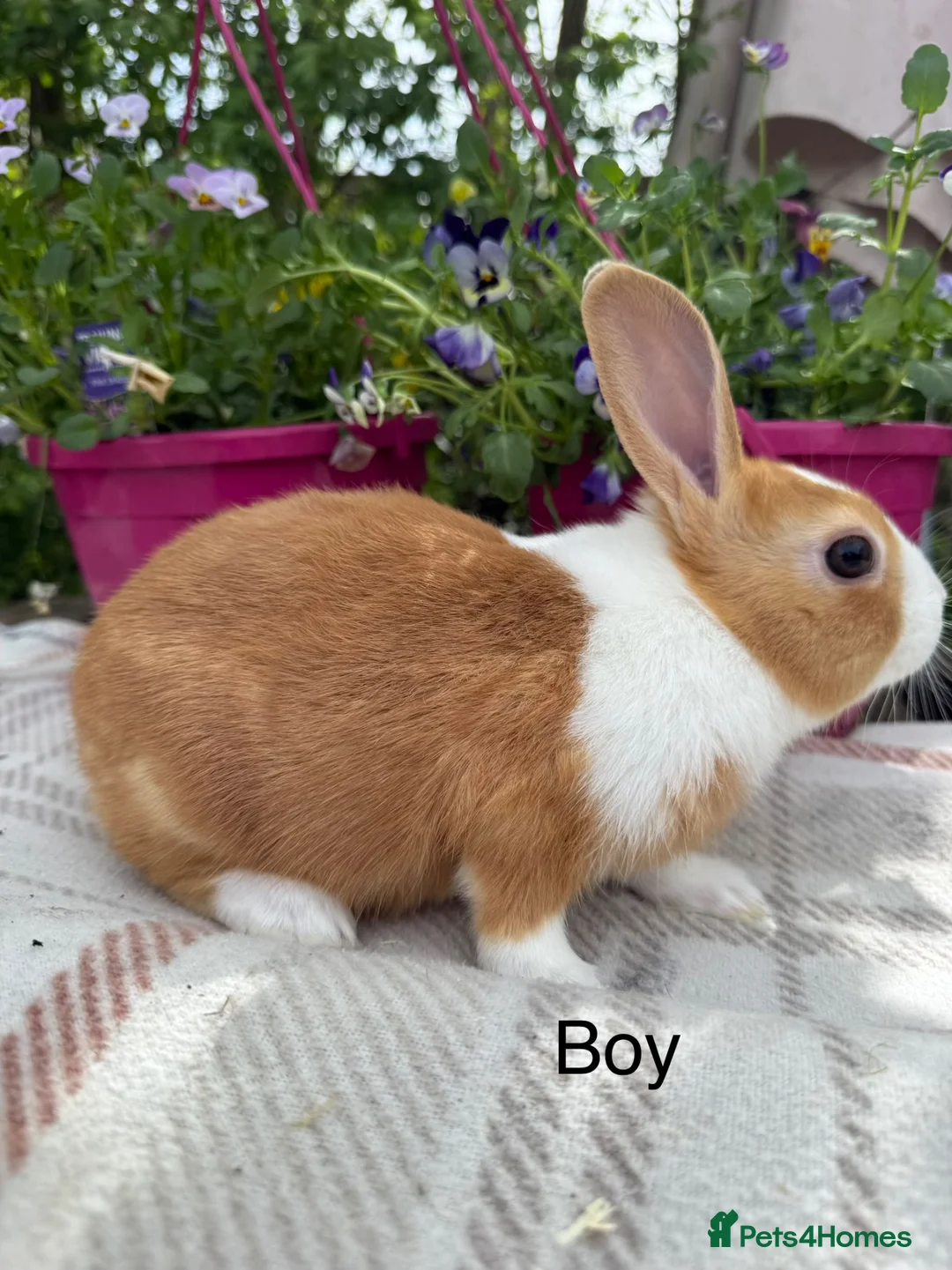 Dutch rabbits for sale: Baby Dutch Rabbits - Advert 1