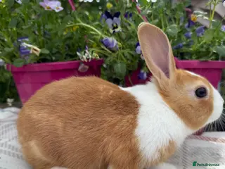 Dutch rabbits Baby Dutch Rabbits - Advert 8