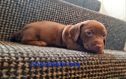 Miniature Dachshund dogs for sale: 💜MINIATURE DAPPLE AND CHOCOLATE Dachshunds Babys - Image 9