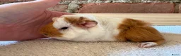Guinea Pig rodents for sale: Baby Guinea Pigs  - Advert 7