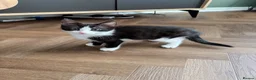 Mixed Breed cats for sale: Beautiful tuxedo kittens one boy and one girl  - Advert 12