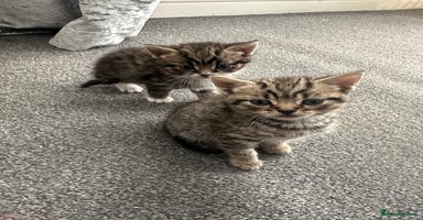 Mixed Breed cats - Advert 8