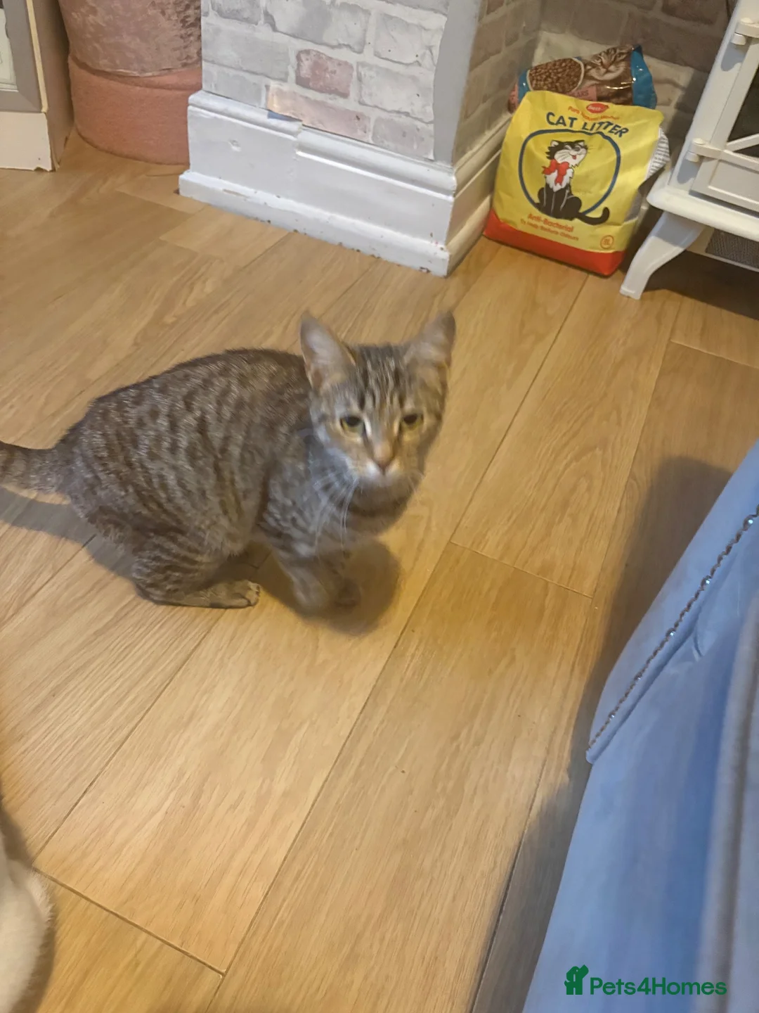 Mixed Breed cats for sale: Two female cats - Advert 7