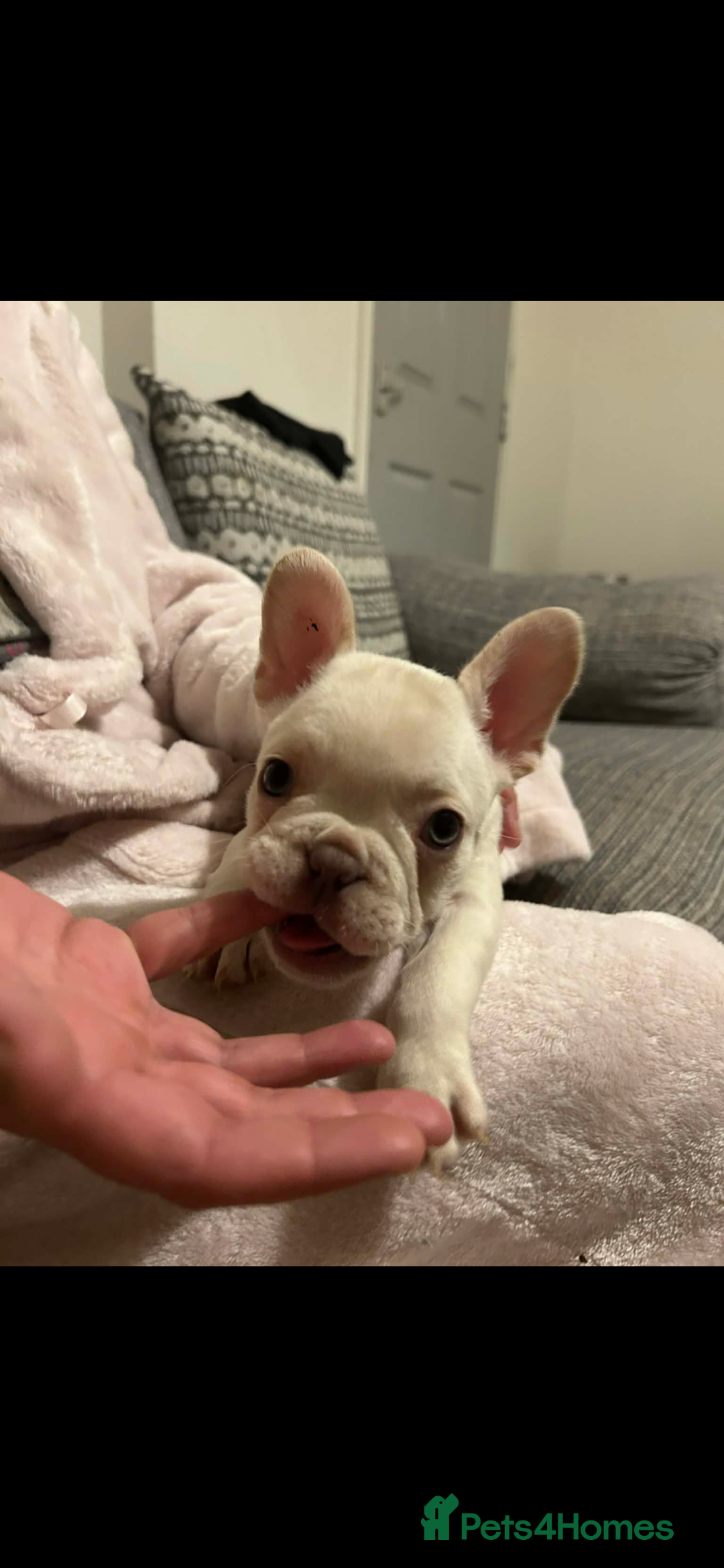 French Bulldog dogs for sale: French bulldog pups ready Now reduced‼️ - Advert 12
