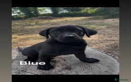 Mixed Breed dogs for sale: Beautiful puppies for sale  - Image 9
