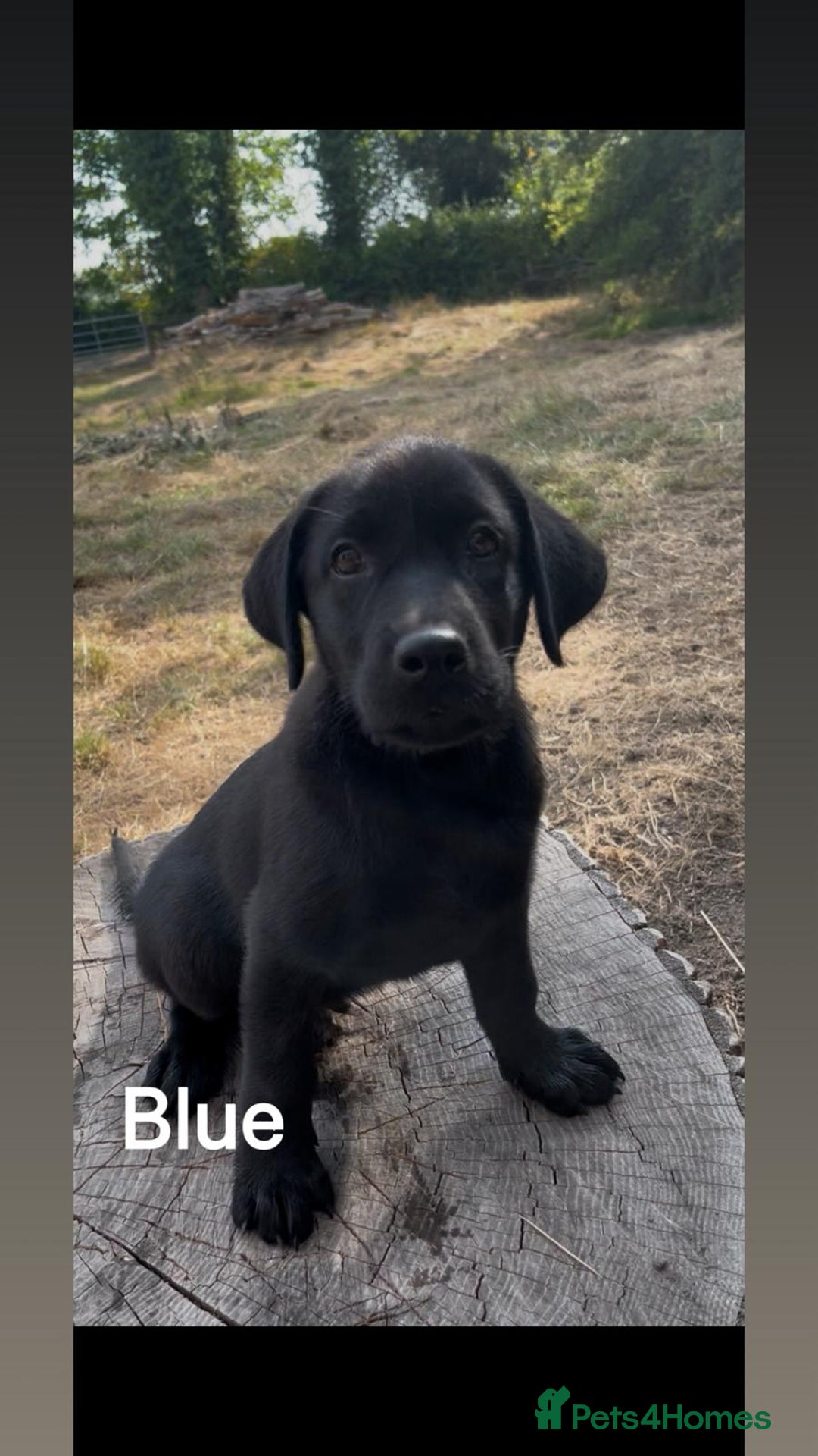 Mixed Breed dogs for sale: Beautiful puppies for sale  - Image 9