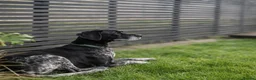 Pointer dogs for adoption: Felix , affectionate and loyal to his people. in London - Advert 3