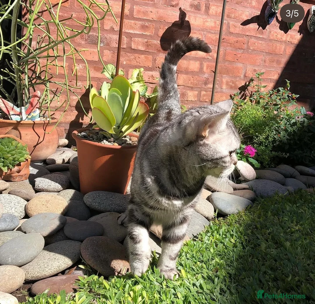 British Shorthair cats for sale: Beautiful blue golden shaded British shorthairs - Advert 10