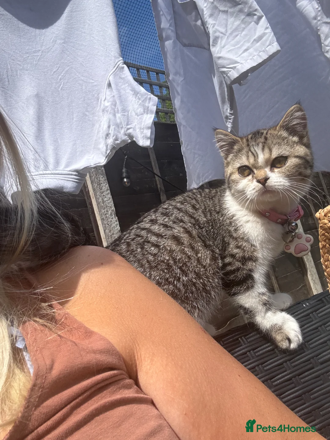 Mixed Breed cats for sale: Exotic shorthair cross kittens  - Advert 2