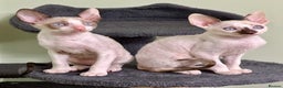 Cornish Rex cats for sale: 🌟Cornish Rex Kittens — Blue Eyes, Champion Line🌟 - Advert 11