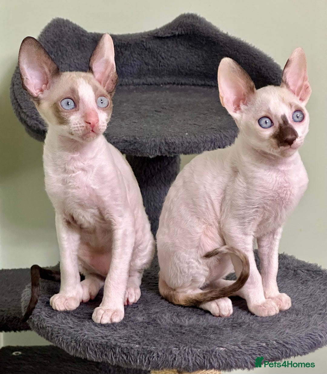 Cornish Rex cats for sale: 🌟Cornish Rex Kittens — Blue Eyes, Champion Line🌟 - Advert 11