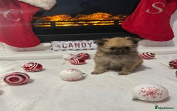 Pomeranian dogs for sale: POMERANIAN PUPPIES FOR SALE. BEAUTIFUL! - Advert 11