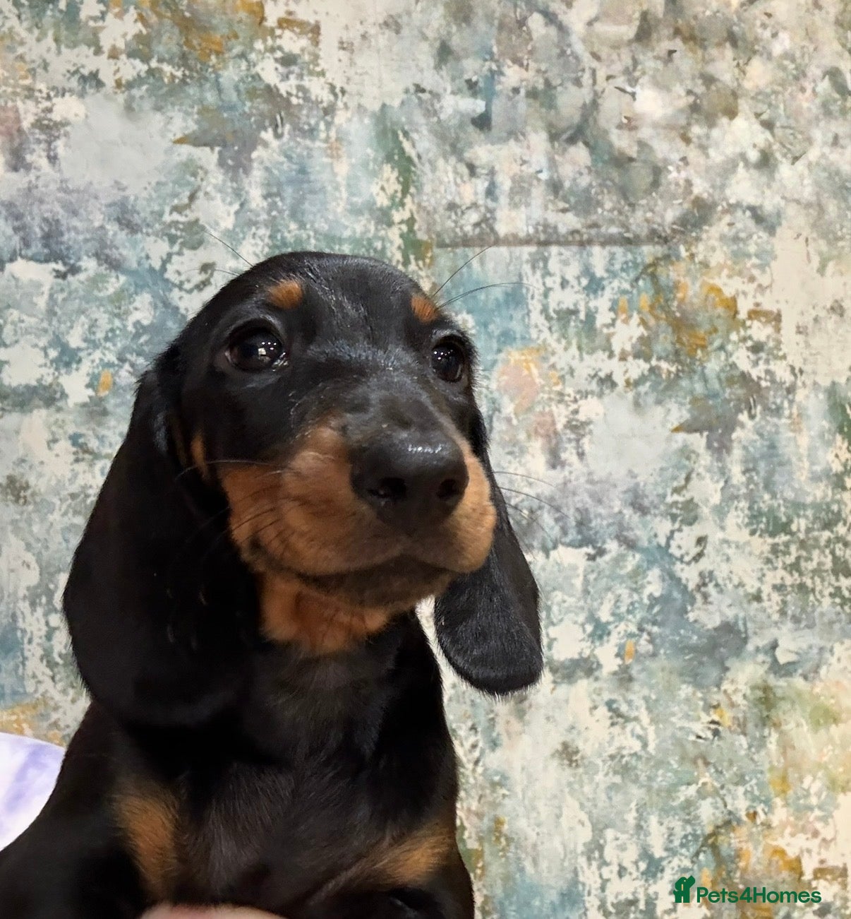 Miniature Dachshund dogs Stunning BLACK & TAN mini girl KC REG - Advert 3
