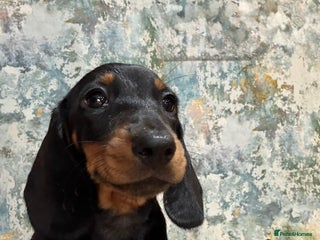 Miniature Dachshund dogs Stunning BLACK & TAN mini girl KC REG - Advert 8