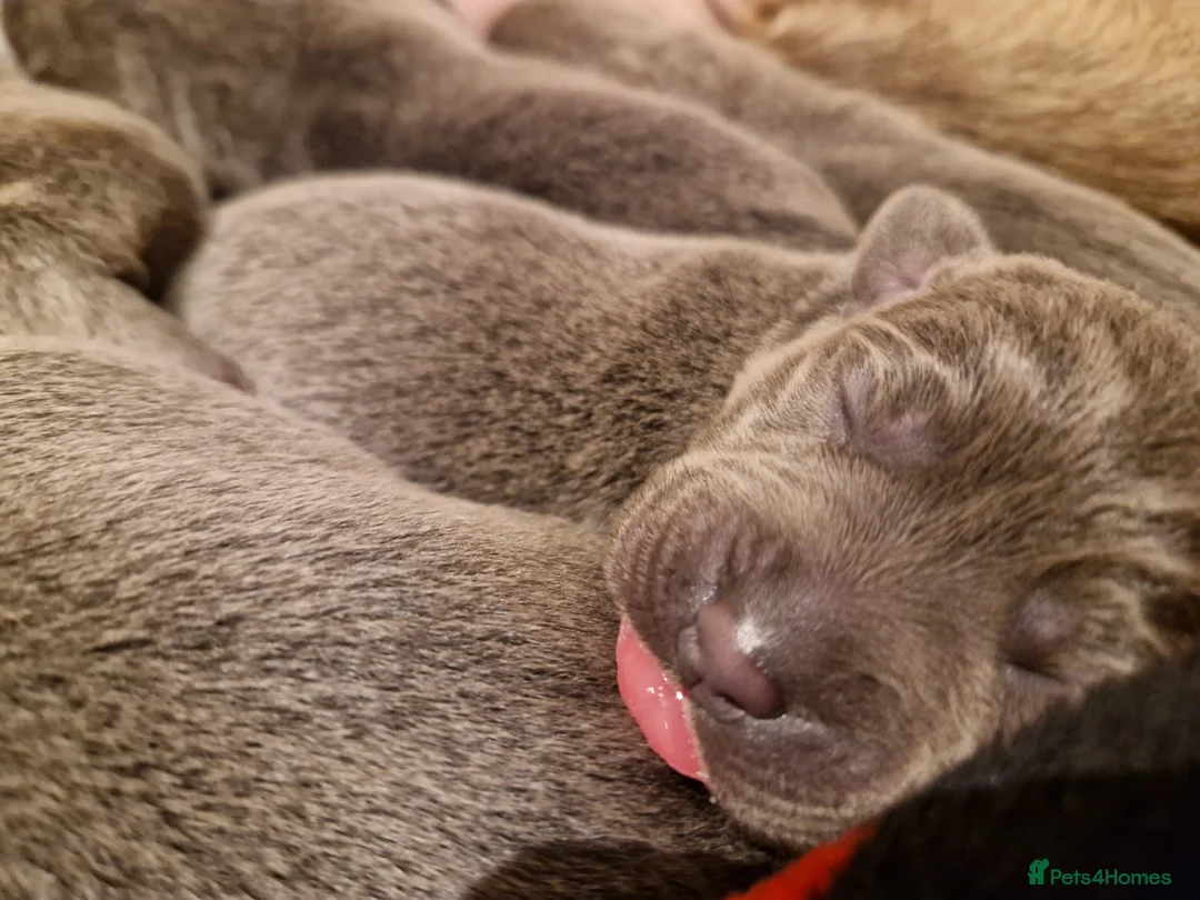 Mixed Breed dogs for sale: Silver Labrador x Blue Staff (Staffador) puppies in Folkestone - Advert 1