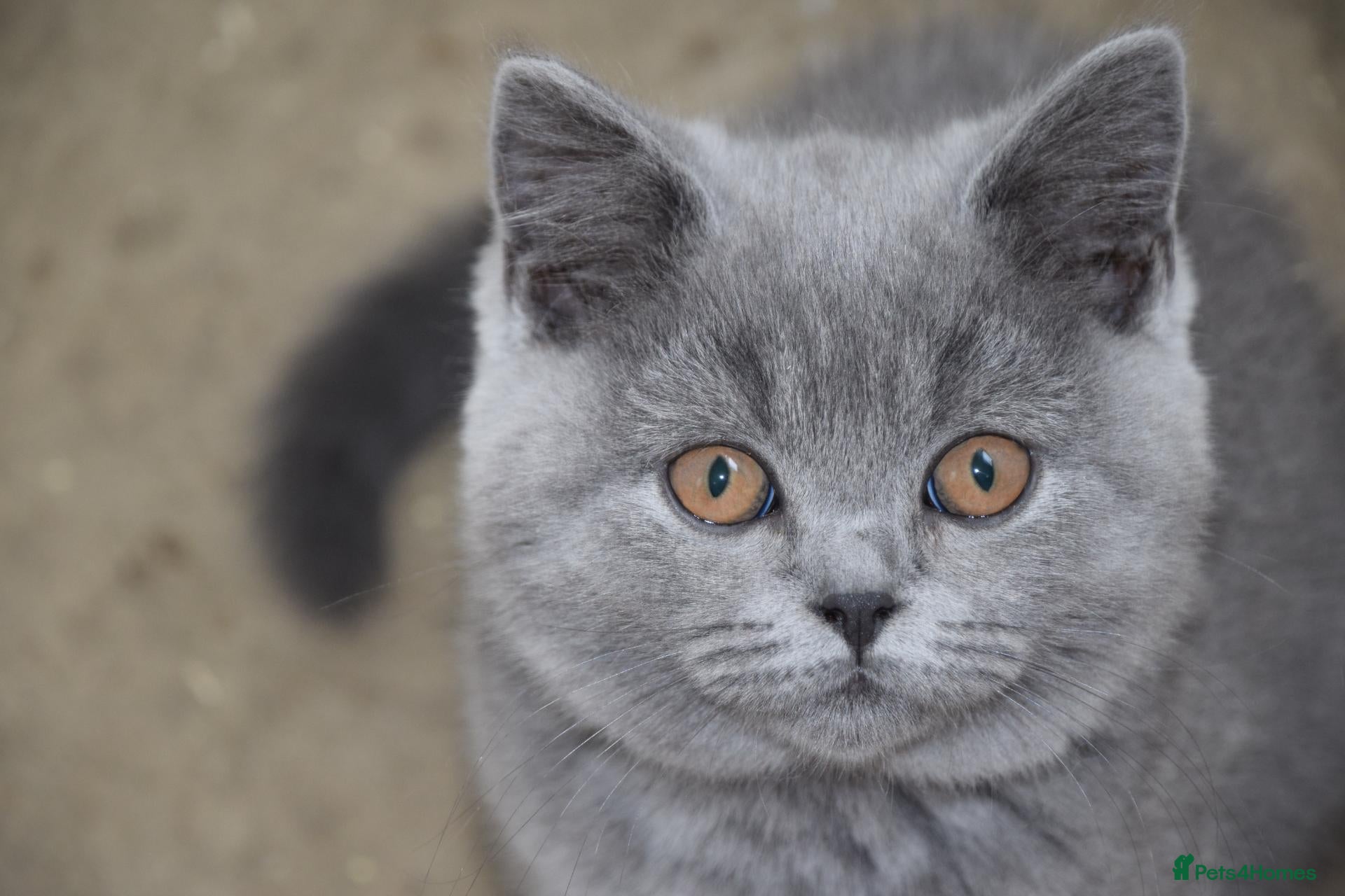 British Shorthair cats British Blue Kitten, ready! - Advert 4