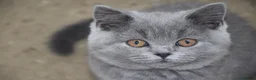 British Shorthair cats for sale: British Blue Kitten, ready! - Advert 1
