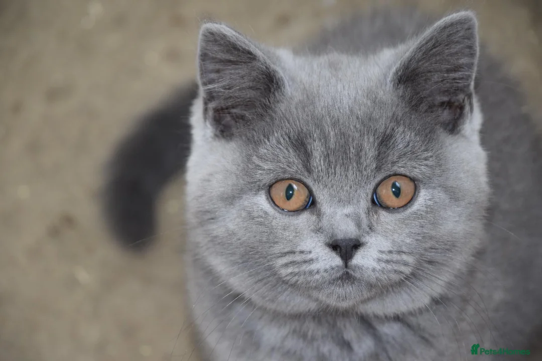 British Shorthair cats for sale: British Blue Kitten, ready! - Advert 1