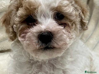 Maltipoo dogs Maltipoo boy puppy - Advert 2
