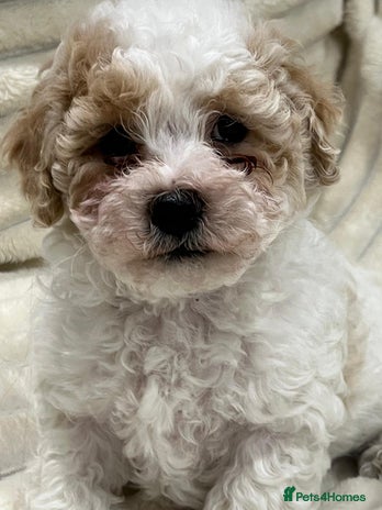 Maltipoo dogs Maltipoo boy puppy - Advert 2