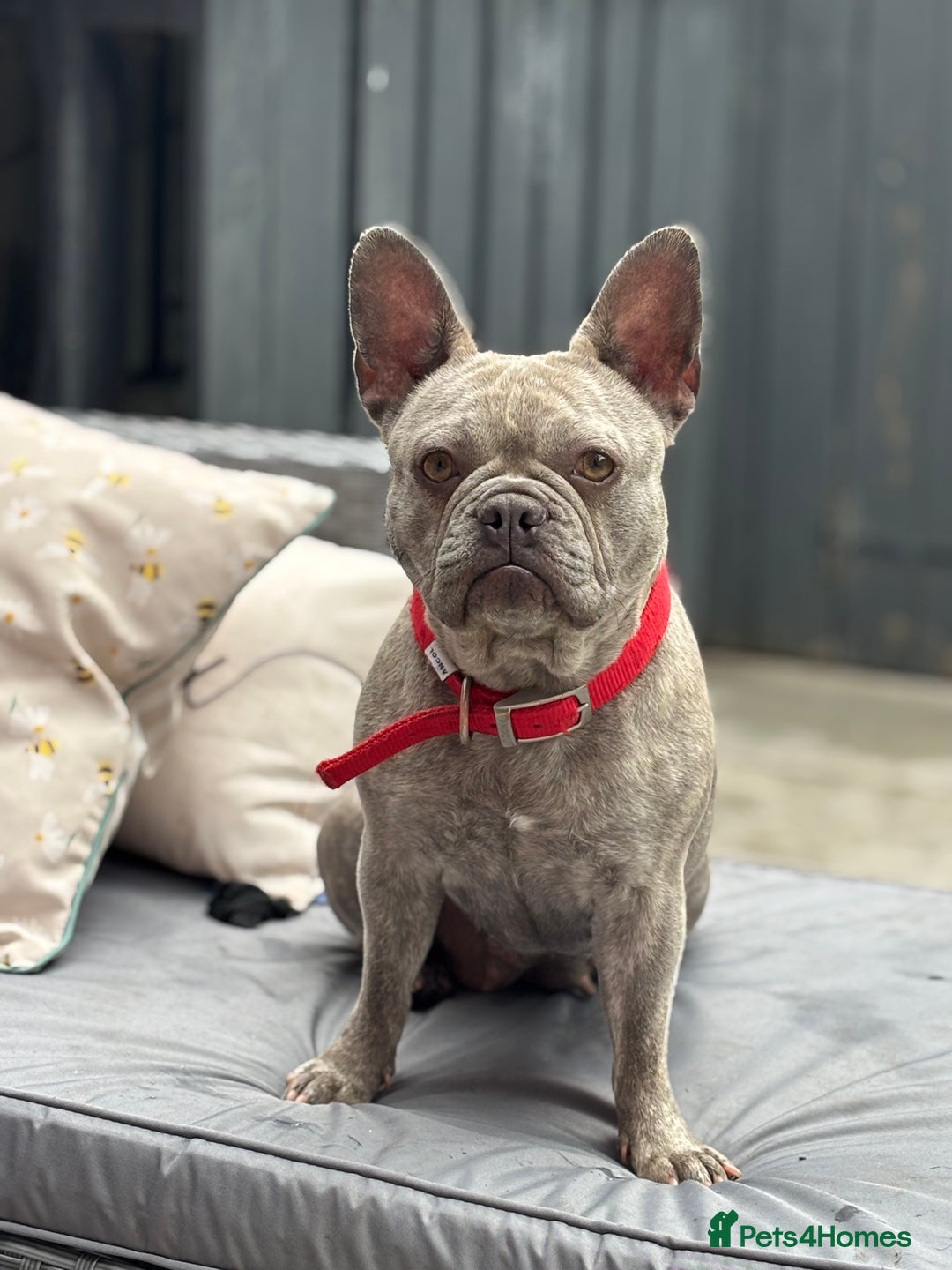 French Bulldog dogs for sale: Honey  - Advert 1