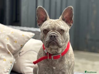 French Bulldog dogs Honey - Advert 1