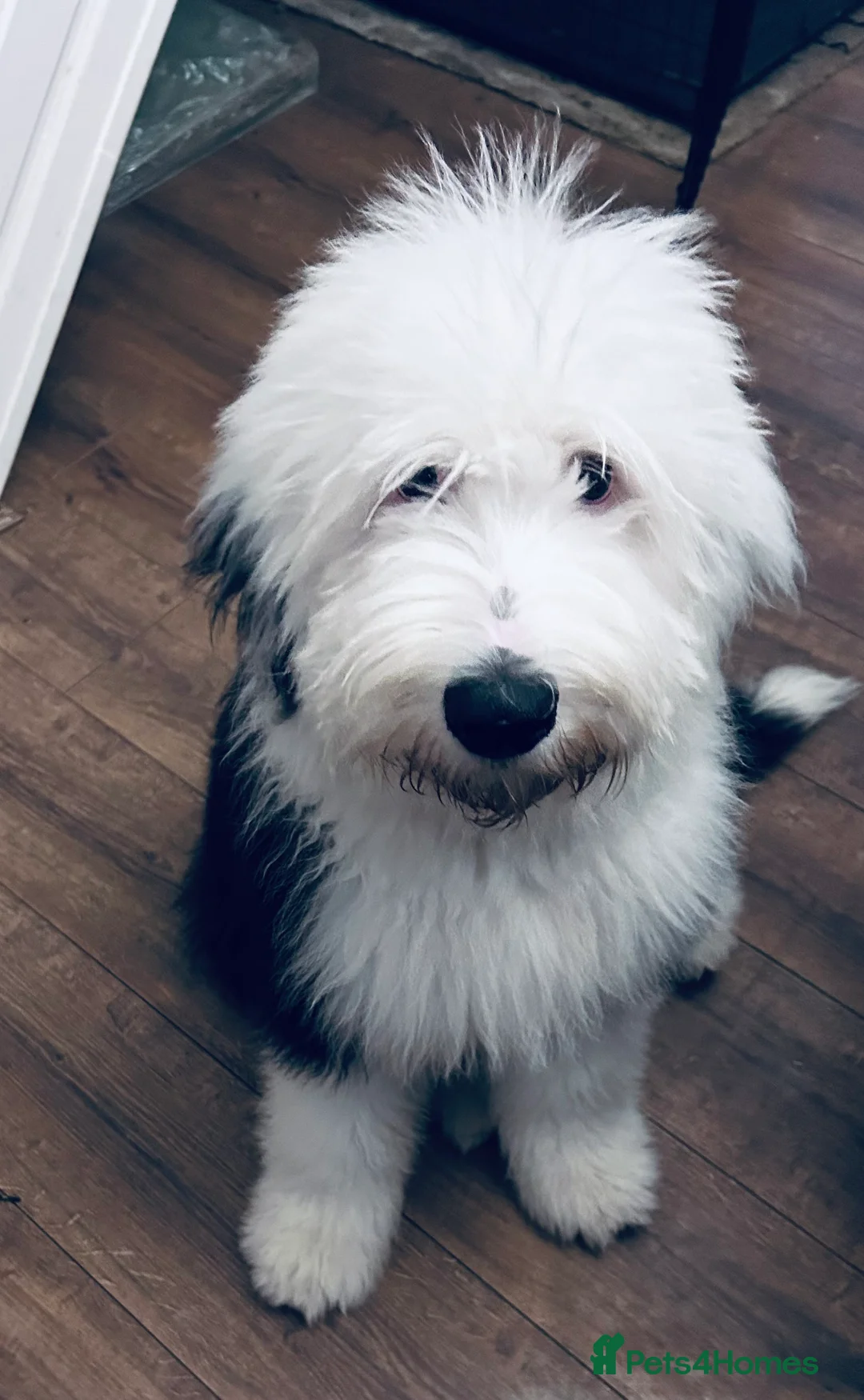 Old English Sheepdog dogs for stud: Proven Old English sheep dog for stud in Middlesbrough - Advert 11