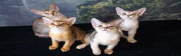 Abyssinian cats for sale: Pure Silver Abyssinian Champion Lines 🏆 Tica - Advert 10