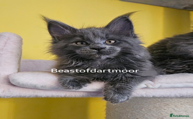 Maine Coon cats - Advert 14