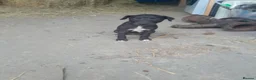 Whippet dogs for sale: Black whippet pups ready Now  - Advert 11