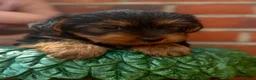 Yorkshire Terrier dogs for sale: 3 beautiful Yorkie boys for sale - Advert 10