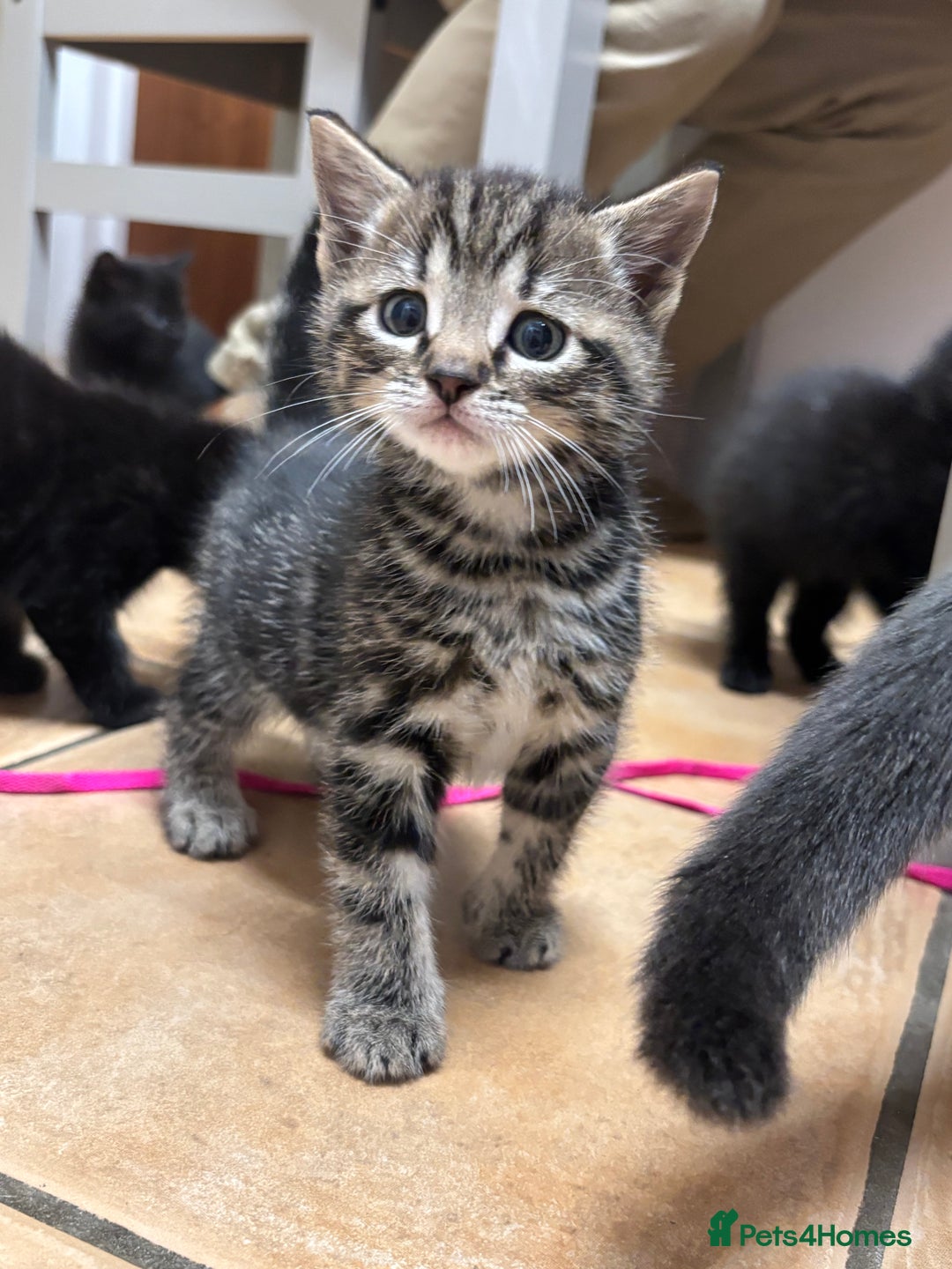 British Shorthair cats for sale: Kittens for sale - Advert 7