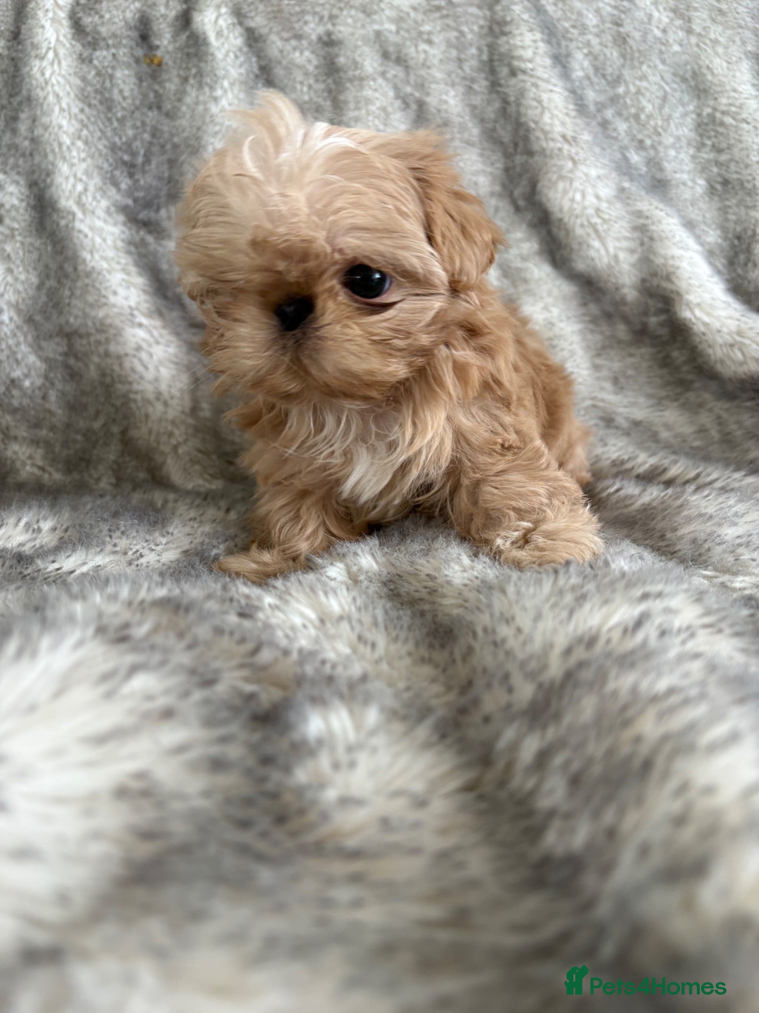 Shih Tzu dogs Imperial Shihtzu  - Advert 1