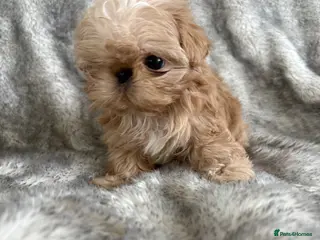 Shih Tzu dogs Imperial Shihtzu - Advert 11
