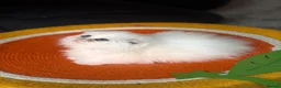 British Longhair cats for sale:  STUNNING RARE SILVER-GOLDEN BLH KITTENS AVAILABLE - Advert 5