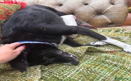 Mixed Breed dogs for adoption: Meet Benni, currently residing in Surrey - Image 4