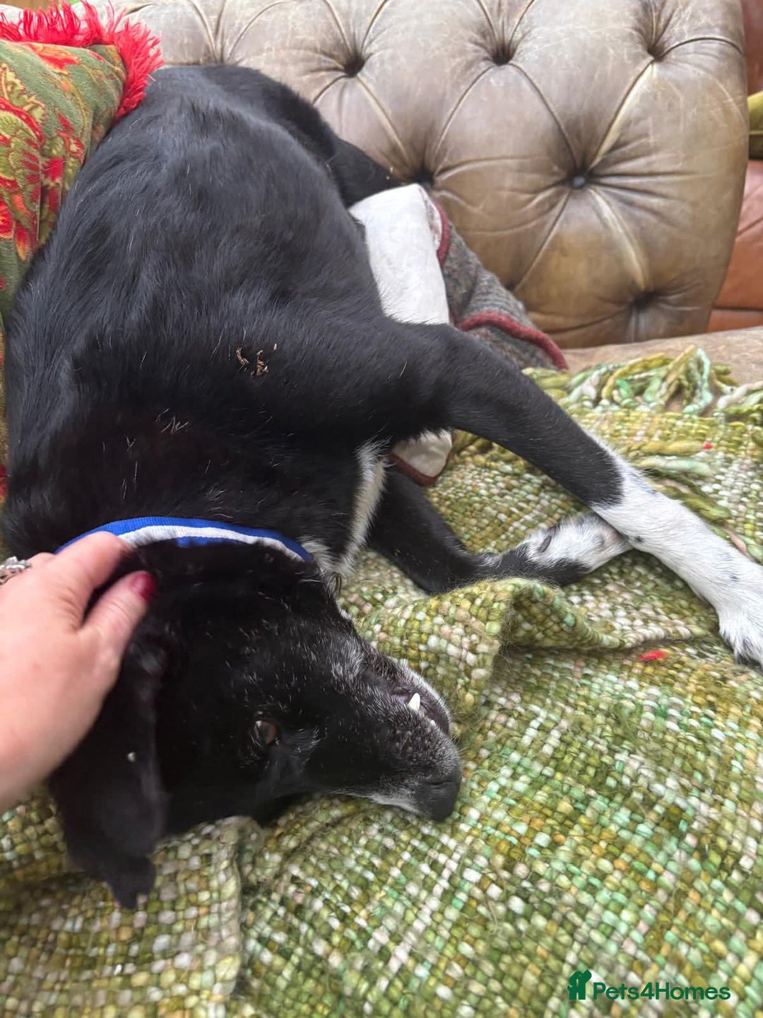Mixed Breed dogs for adoption: Meet Benni, currently residing in Surrey - Image 4