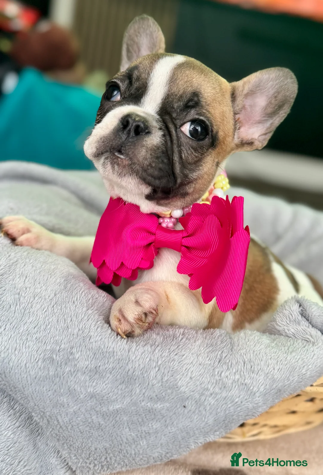 French Bulldog dogs for sale: KC REGISTERED FRENCH BULLDOG 🐶 - Advert 10